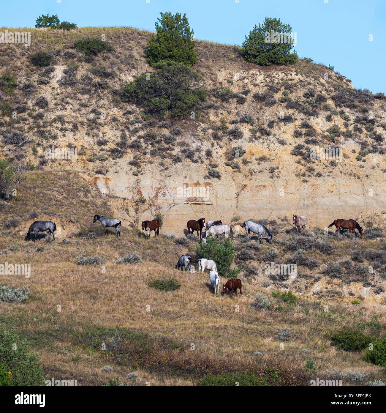 Quadratischer Ausschnitt einer Wildpferdeherde auf einer Badlands-Klippenwand mit geschichteten Gesteinsschichten, Theodore Roosevelt Nationalpark, North Dakota. Stockfoto