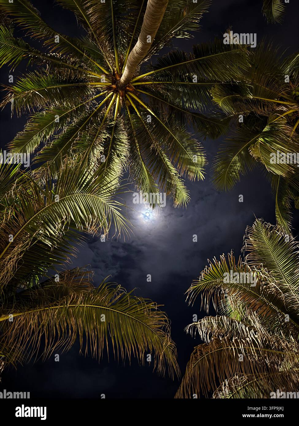 Vollmond scheint durch tropische Palmenblätter in der Nacht Stockfoto