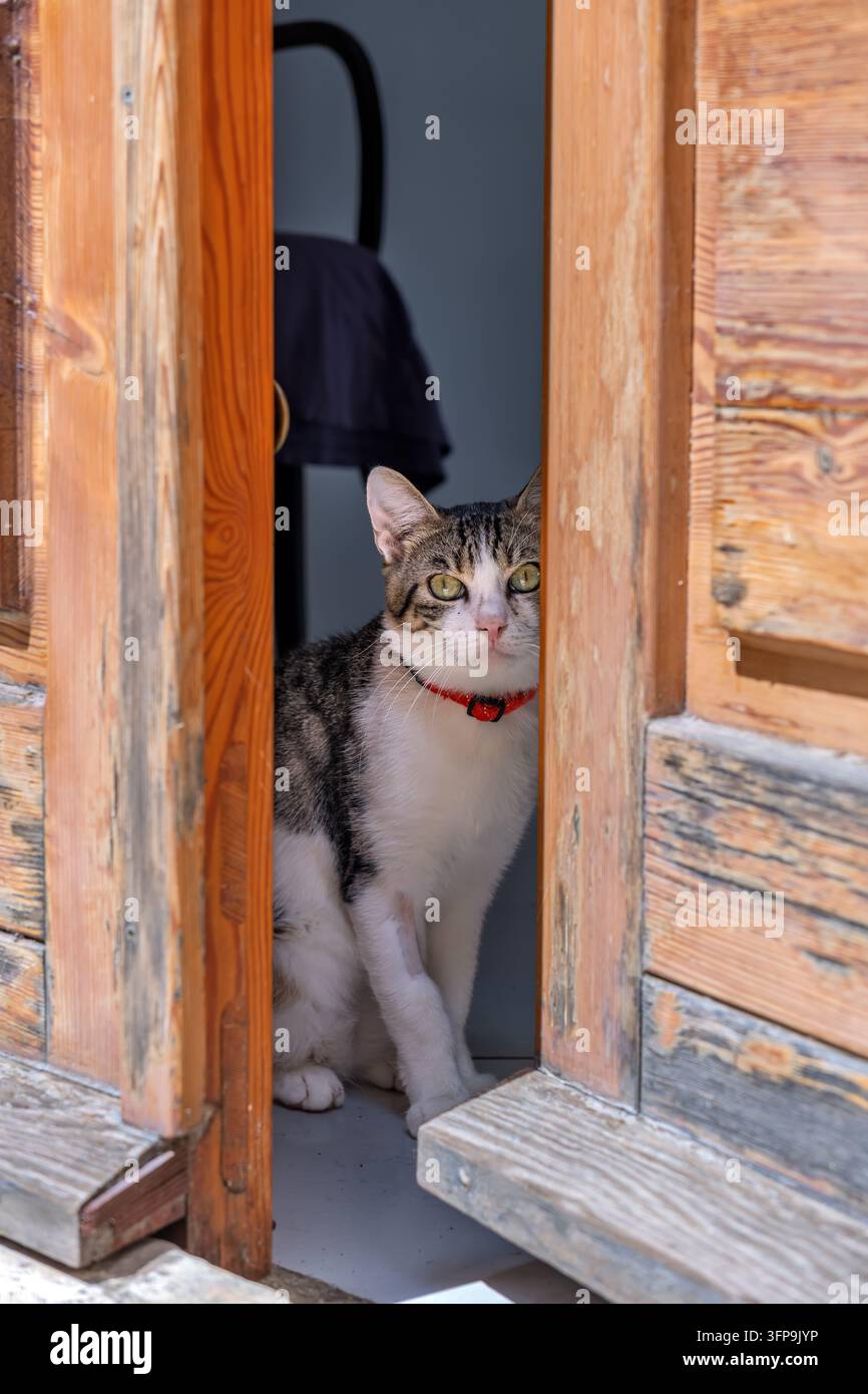 Porträt einer entzückenden Hauskatze mit schönen grünen Augen mit einem roten Kragen, der neugierig von einer offenen Holztür blickt. Charmante Hauskatze Stockfoto