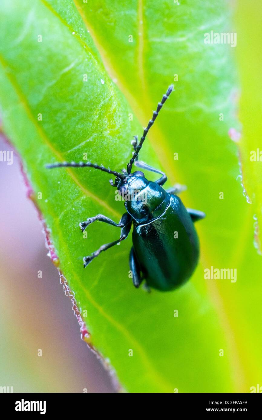 Altica-Arten-Käfer auf einem grünen Blatt in Leicestershire, UK. Stockfoto