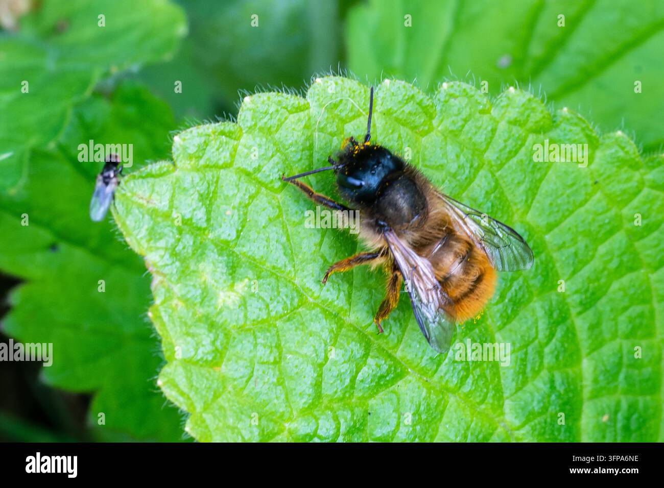 Osmia bicornis, eine rote Mauerbiene, ruht auf einem grünen Blatt in Leicestershire, UK. Stockfoto