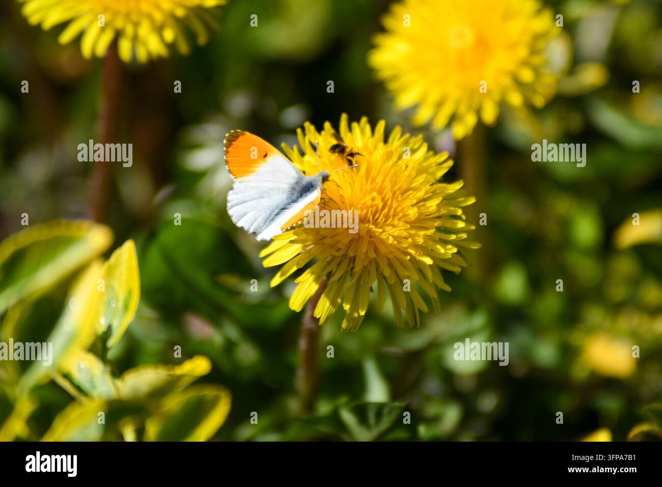 Orangespitzfalter (Anthocharis cardamines) füttert an einer gelben Blume in Leicestershire Stockfoto