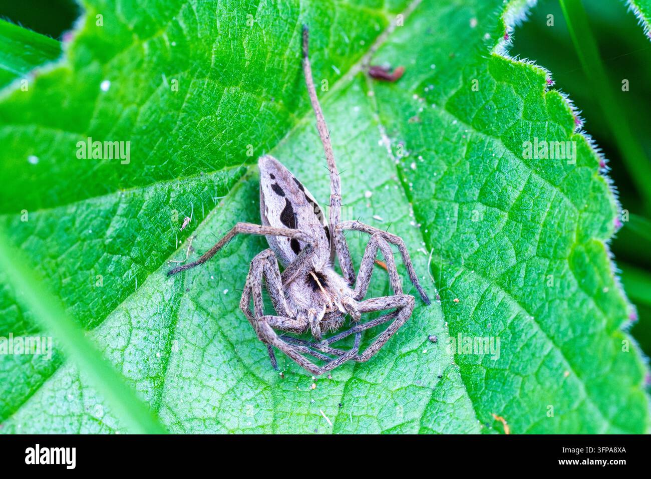Pisaura mirabilis spinne, die auf einem grünen Blatt in Leicestershire ruht. Stockfoto
