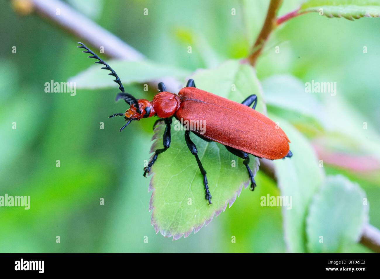 Pyrochroa serraticornis-Käfer auf einem grünen Blatt in Leicestershire, UK. Stockfoto