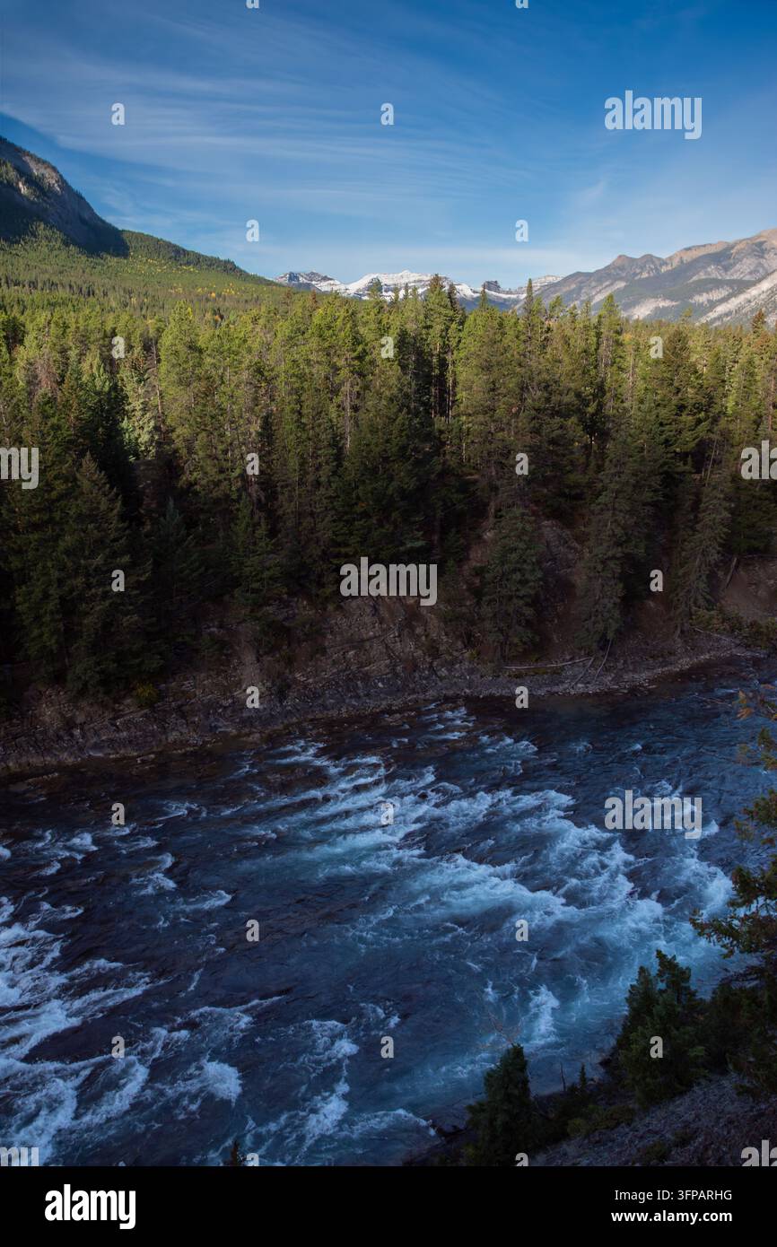 Stürmende türkisfarbene Weißwasser-Rapid am Bow River unter einem dichten immergrünen Wald mit fernen Berggipfeln unter einem klaren blauen Himmel in Banff,AlB Stockfoto