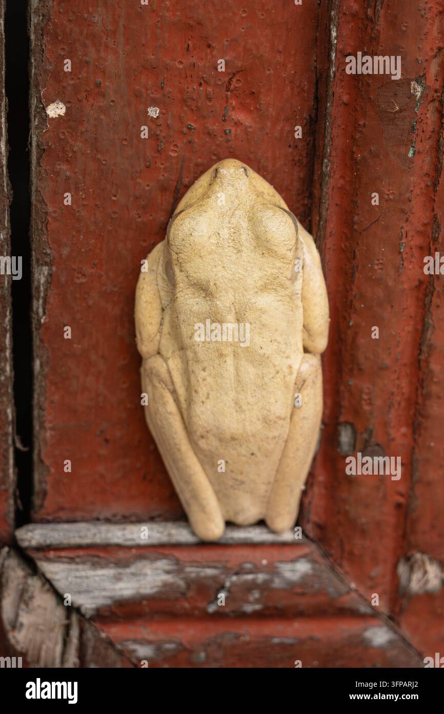 Blasser Baumfrosch tarnt sich auf einer texturierten, verwitterten roten Holztüroberfläche, betont seine natürliche Anpassung und schafft einen interessanten visuellen Kontrast Stockfoto