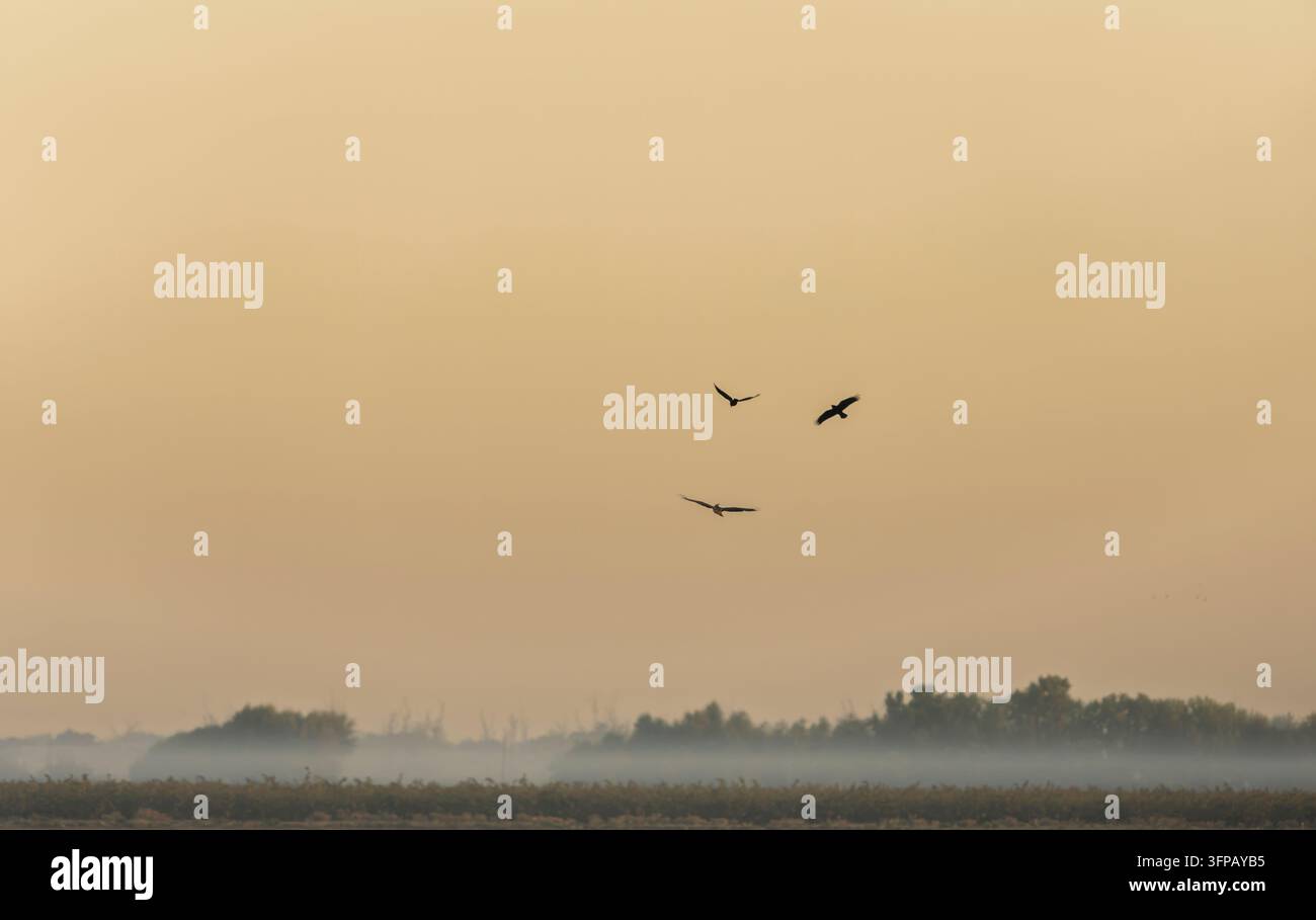 Vögel, die über eine neblige Agrarlandschaft schweben Stockfoto