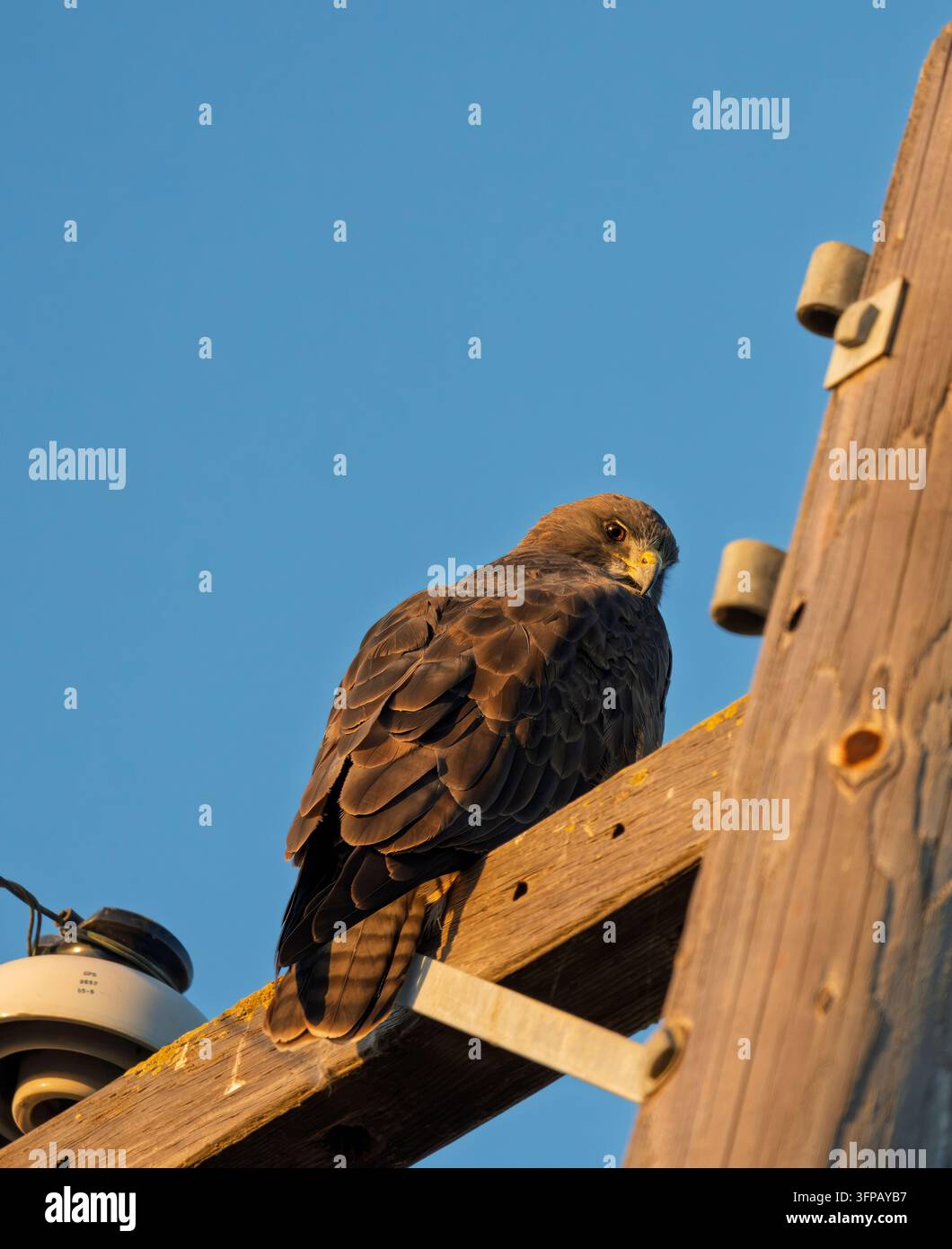 Rotschwanzbussard, der auf einem hölzernen Strommast sitzt Stockfoto