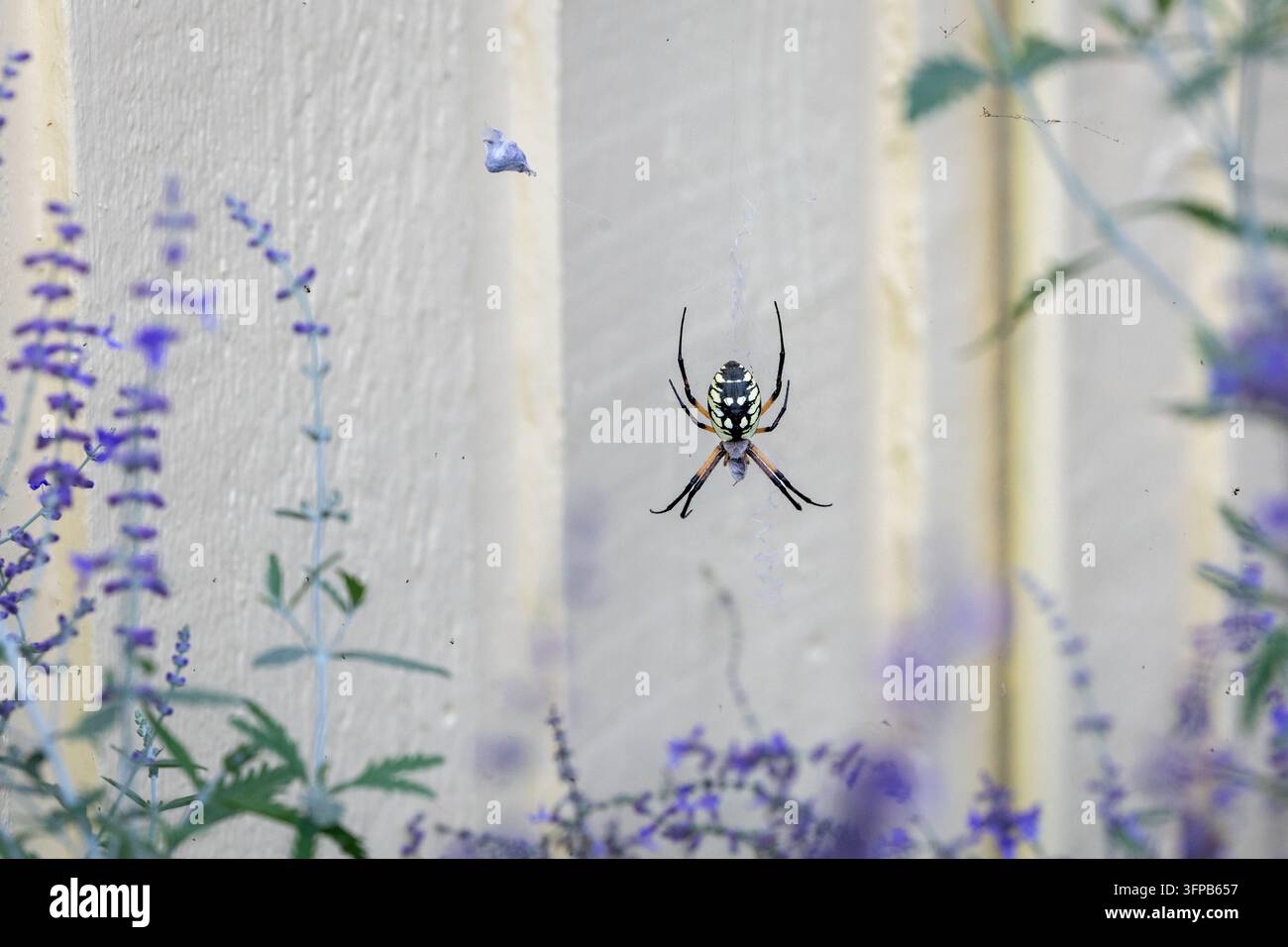 Gelbe Gartenspinnerin über sanft verschwommenen lila Blüten Stockfoto