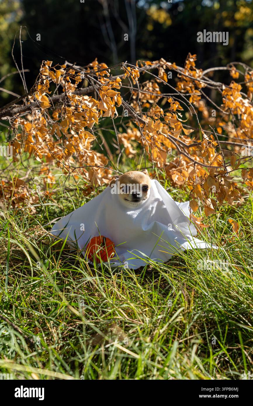 Süßer Chihuahua als Geist für Halloween verkleidet, sitzt in einem Herbstpark mit einem kleinen Kürbis. Bezaubernder Chihuahua feiert Halloween im Freien. Stockfoto