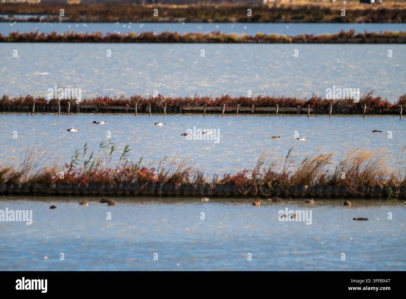 Wildenten schwimmen über abgegrenzte Salinebecken, die durch hölzerne Dämme und rötliche Küstenwiesenvegetation getrennt sind. Stockfoto