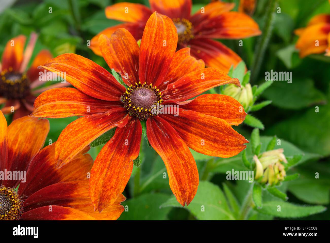 Rudbeckia hirta Herbstfarben, Schwarzäugige Susanne, zweifarbige gänseblümchenähnliche Blüten in Gold-, Kupfer-, Orange- und Rottönen umgeben braune Zapfen Stockfoto
