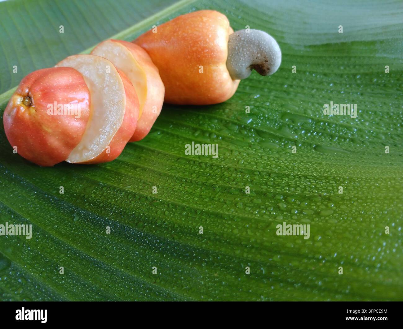 Frische geschnittene Cashew-Äpfel-Frucht mit Cashewkern auf grünem Bananenblatt mit Wassertropfen Stockfoto