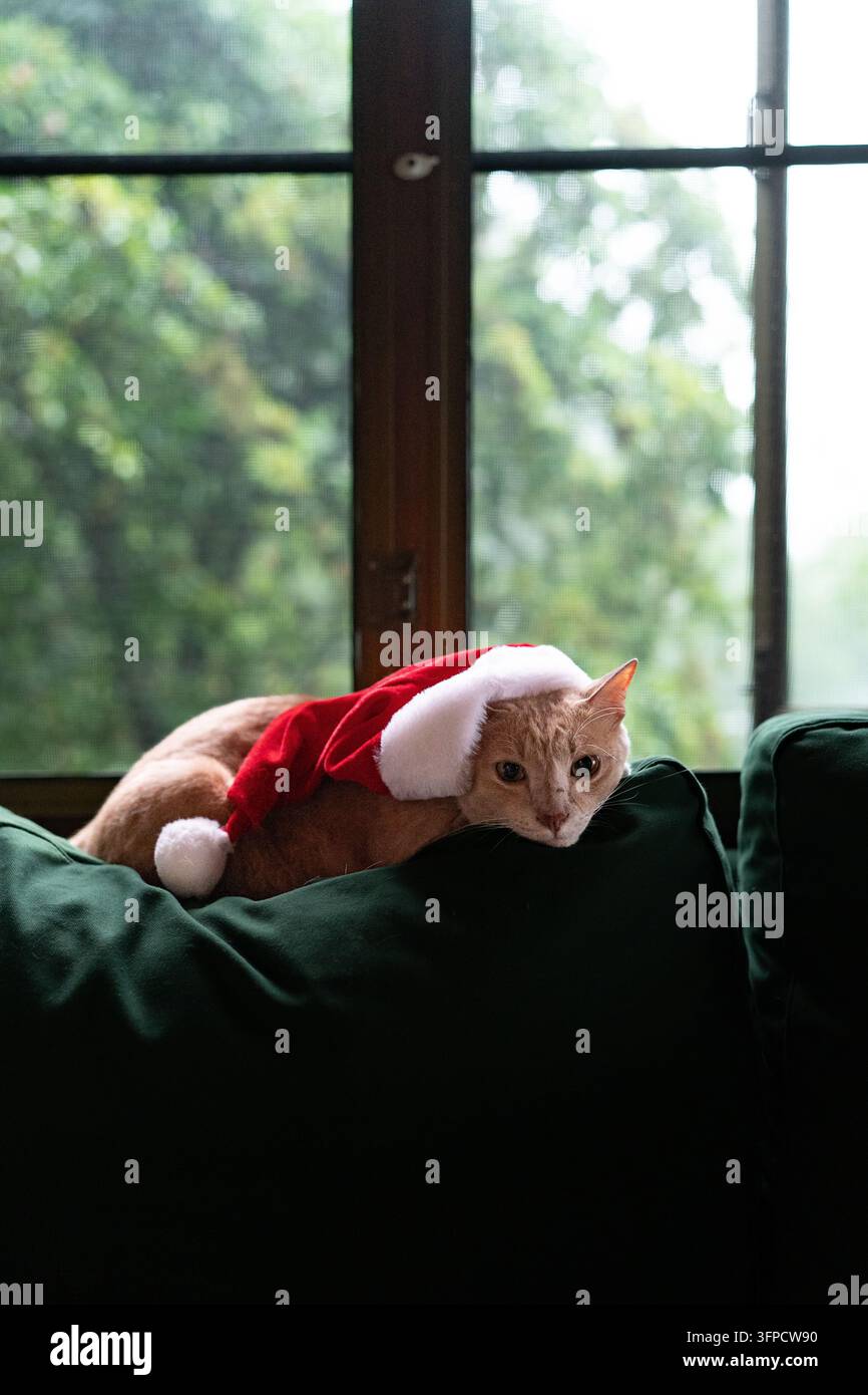 Ingwerkatze mit Weihnachtsmütze, die über das Sofa späht Stockfoto