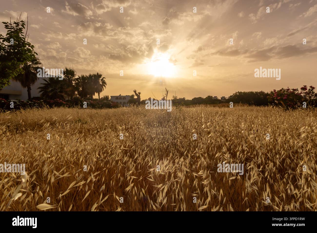 Goldenes Haferfeld, das im warmen Abendlicht glüht, mit Palmen, blühenden Büschen und einer bewölkten Himmelsdecke in einer ruhigen ländlichen Landschaft. Stockfoto