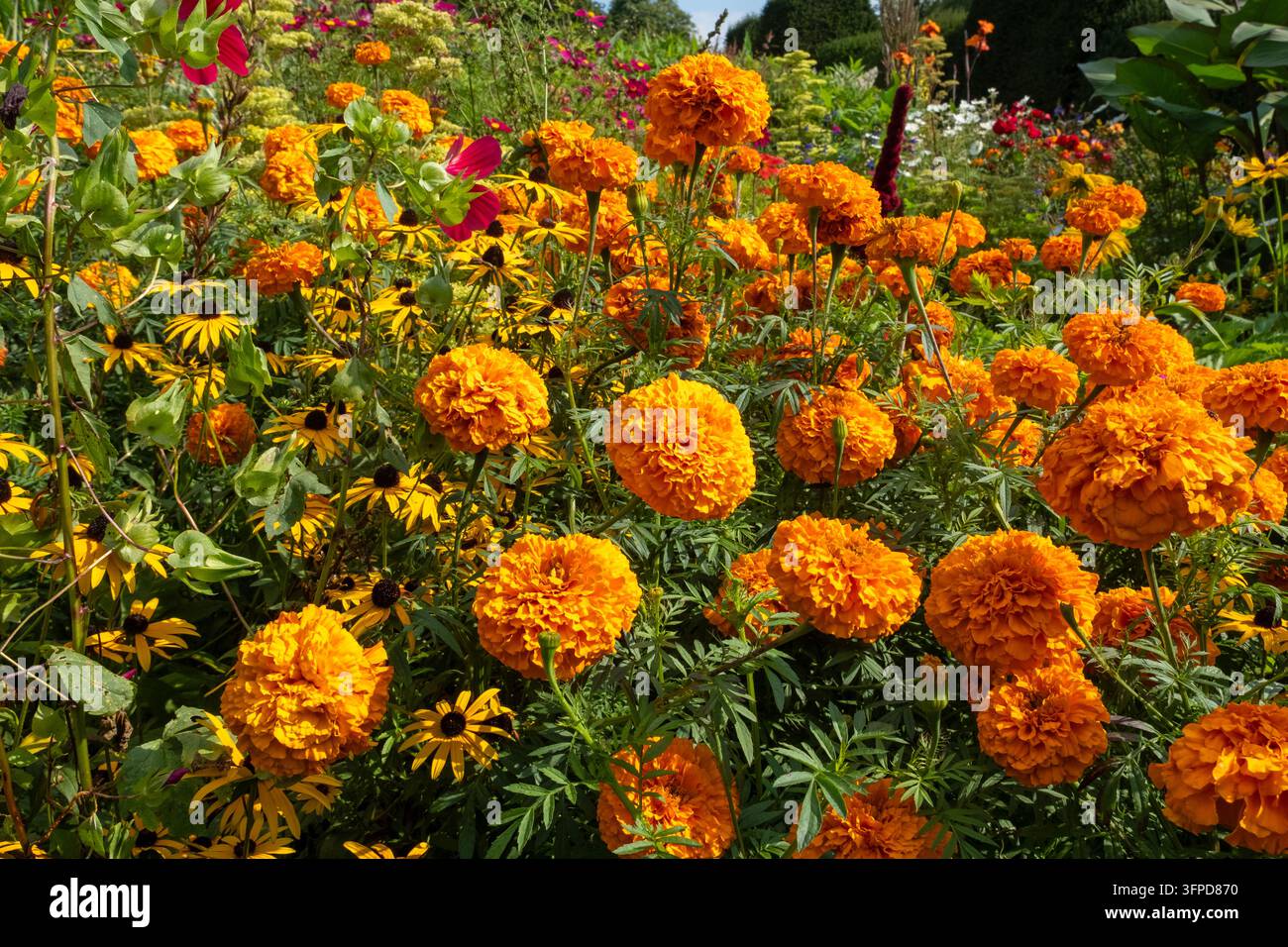 Afrikanische Ringelblumen, Azteken-Ringelblume, Asteraceae Stockfoto