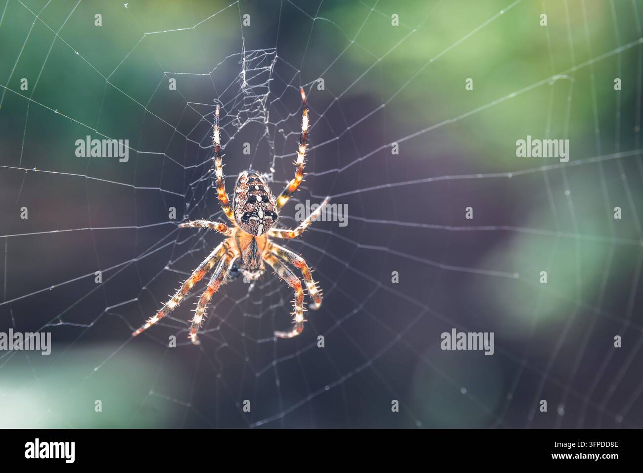 Nahaufnahme einer europäischen Gartenspinnerin (Kreuze spinne, gekrönte Radnetzspinne) auf einem Spinnennetz in London, UK Stockfoto