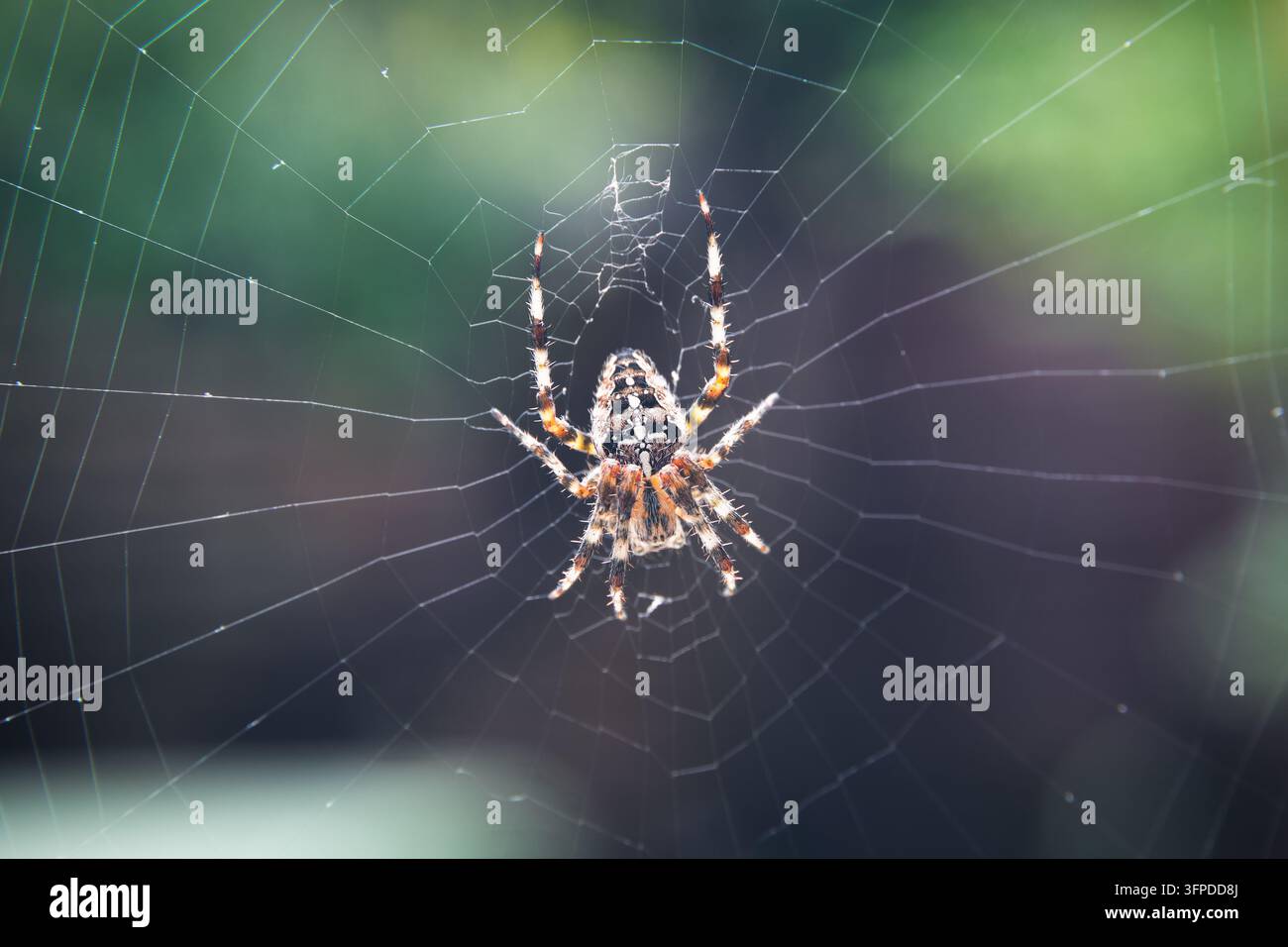 Nahaufnahme einer europäischen Gartenspinnerin (Kreuze spinne, gekrönte Radnetzspinne) auf einem Spinnennetz in London, UK Stockfoto