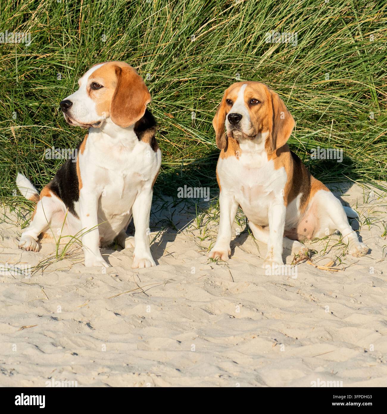 Zwei Beagles am Hundestrand in Norddeich Stockfoto