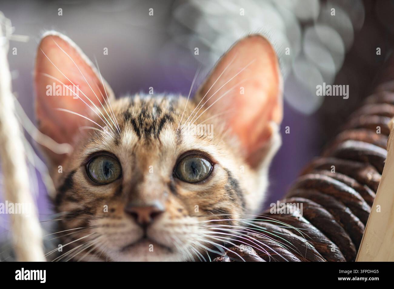 Süßes Bengalkätzchen zu Hause Stockfoto