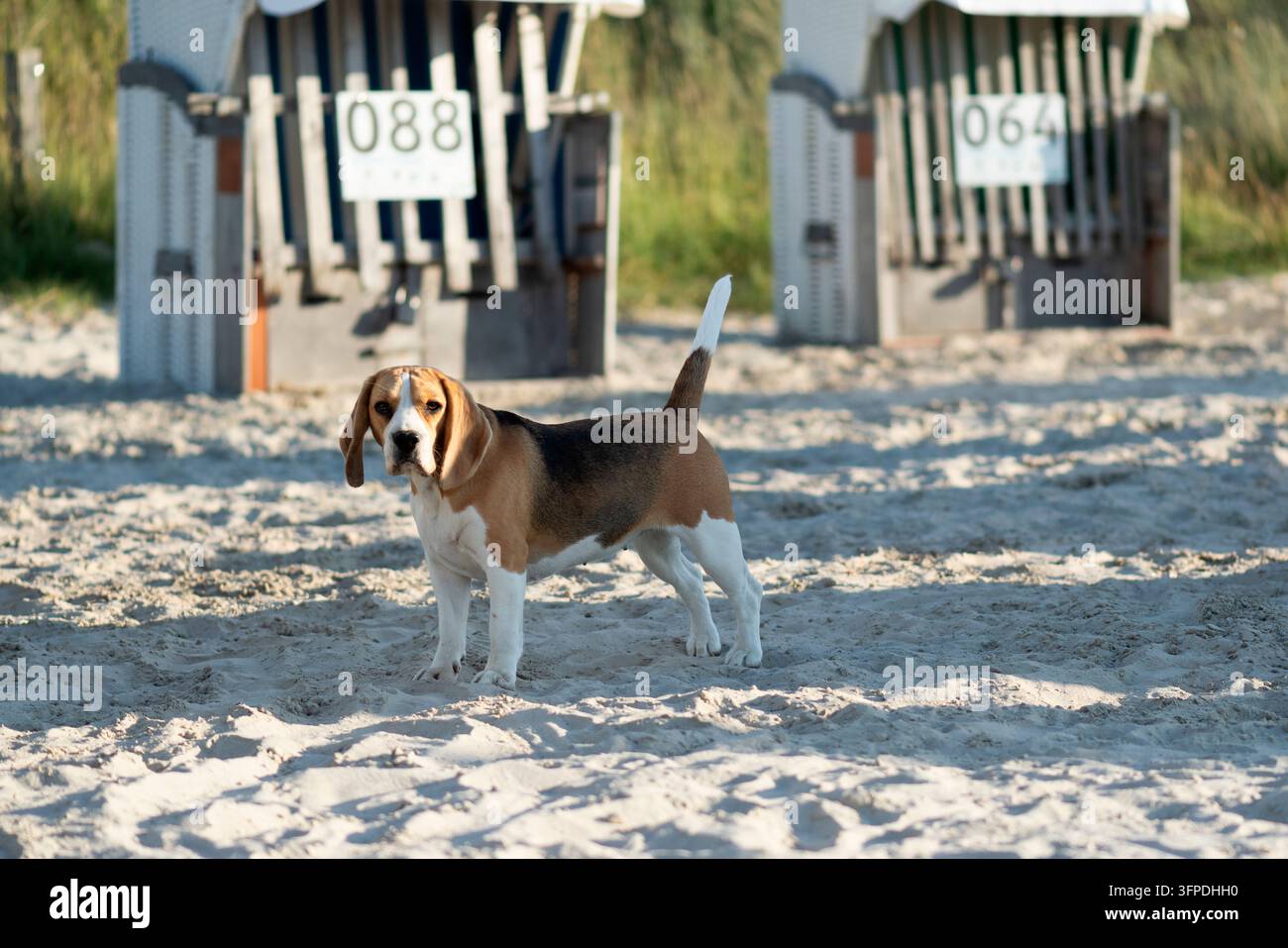 Ein Beagle am Hundestrand in Norddeich Stockfoto