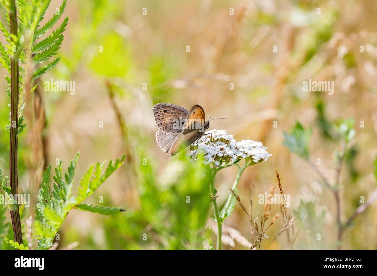 Wiesenbraun auf einem Hang Stockfoto