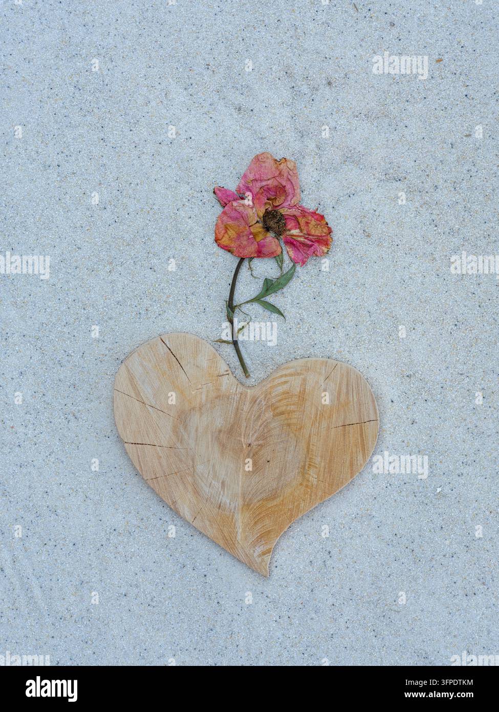 Welke Rose, Blumenstilleben, herzförmiges Holzornament Stockfoto