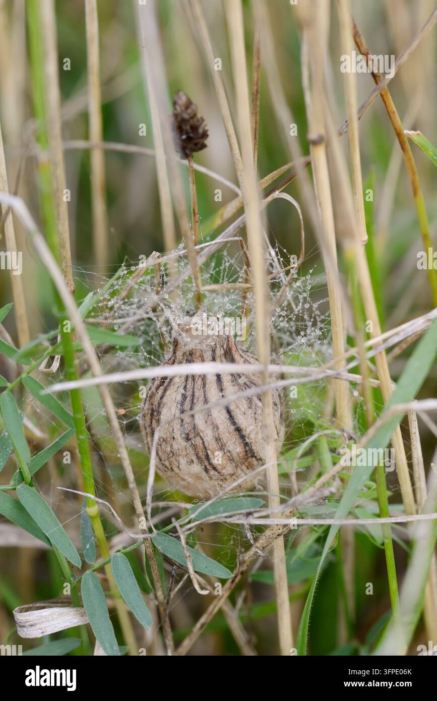 Wespenspinne (Argiope bruennichi), Eiersack, Nordrhein-Westfalen, Deutschland Stockfoto
