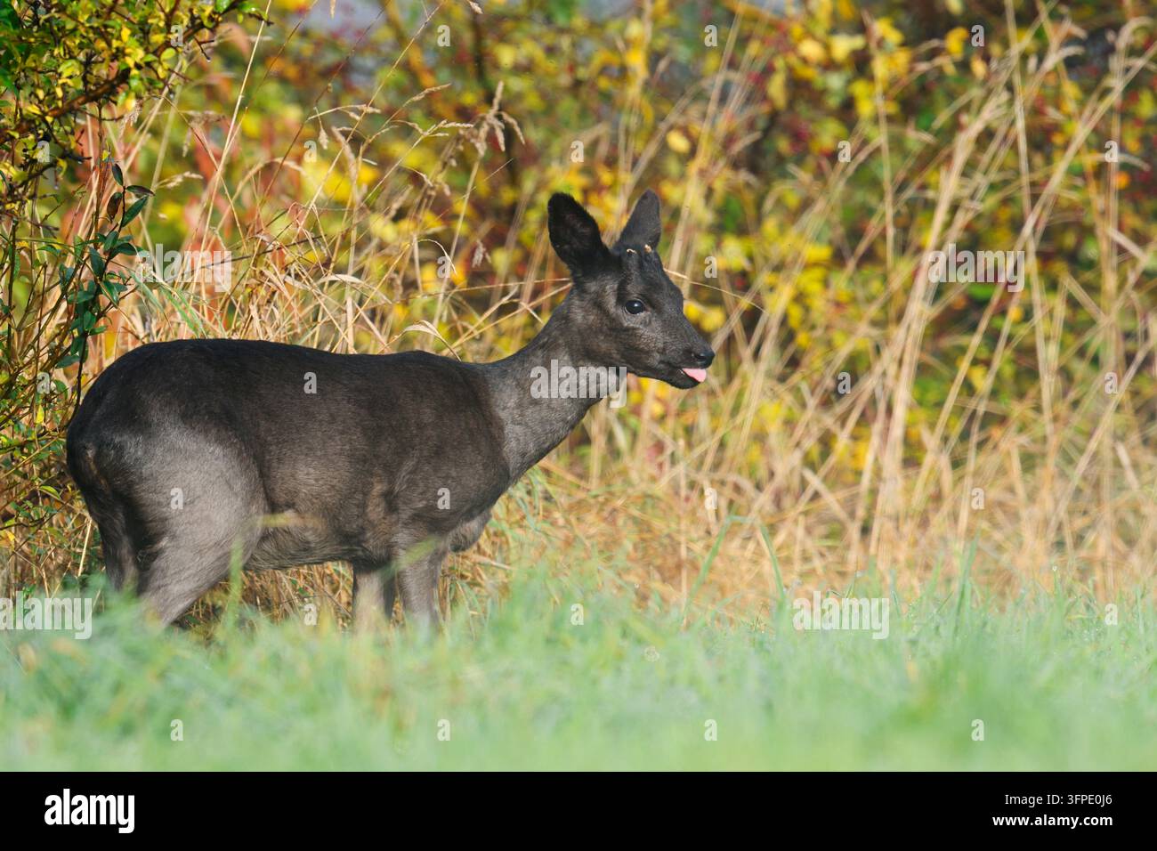 Europäischer Rehbock (Capreolus capreolus), schwarzes Rehkitz im Herbst, Niedersachsen, Deutschland Stockfoto
