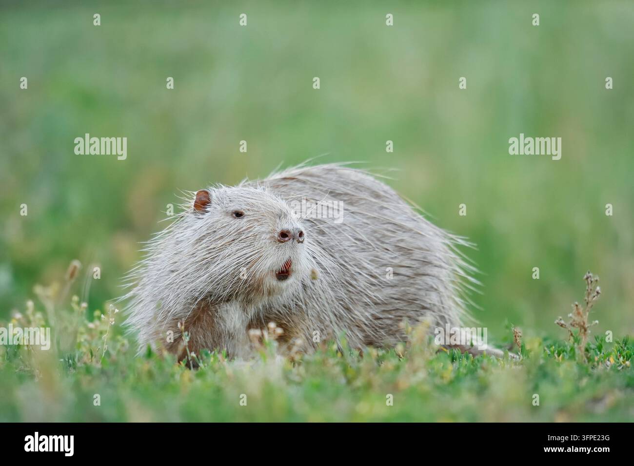 Nutria oder Sumpf-Biber (Myocastor coypus), hellfarbige Morphe, Nordrhein-Westfalen, Deutschland, in Europa eingezuführte Art Stockfoto