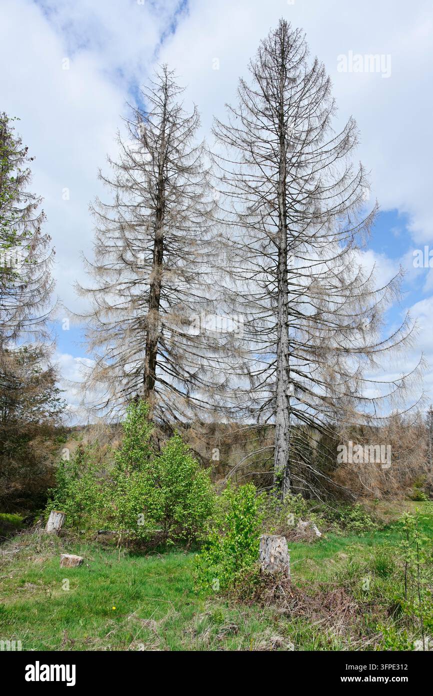 Tote Fichten (Picea abies), Waldsterben, Totholz, Harz, Sachsen-Anhalt, Deutschland Stockfoto