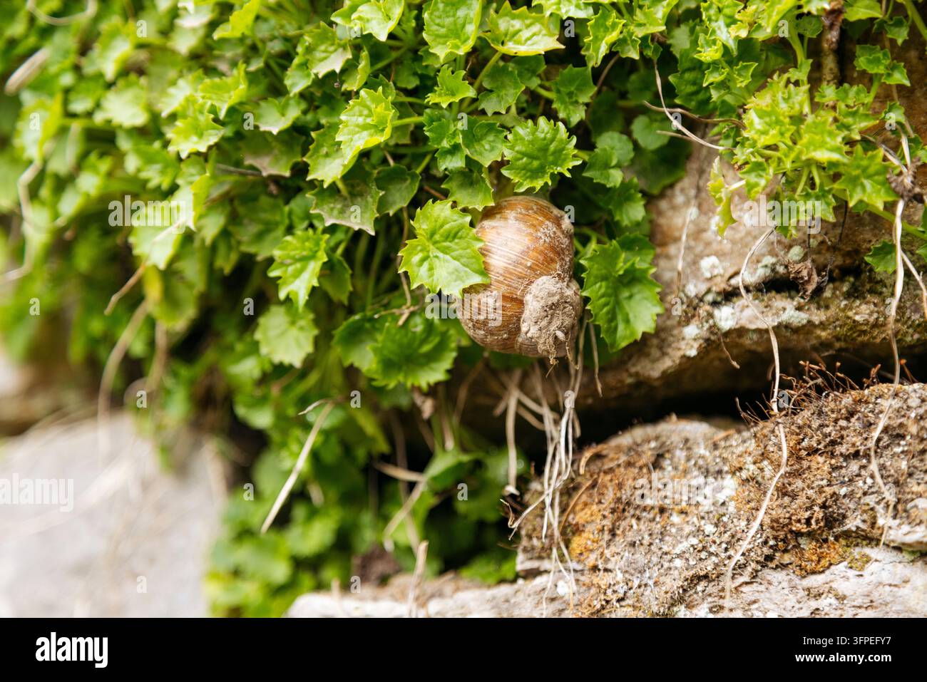Gartenschnucke (Helix pomatia) im Efeu Stockfoto