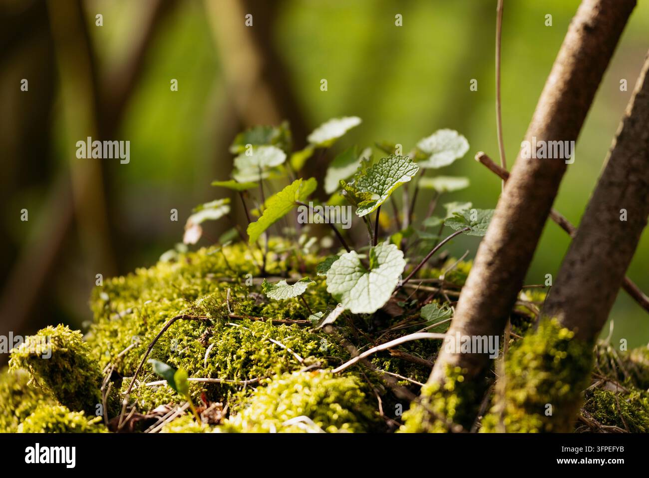 Knoblauchschneide und Moos Stockfoto