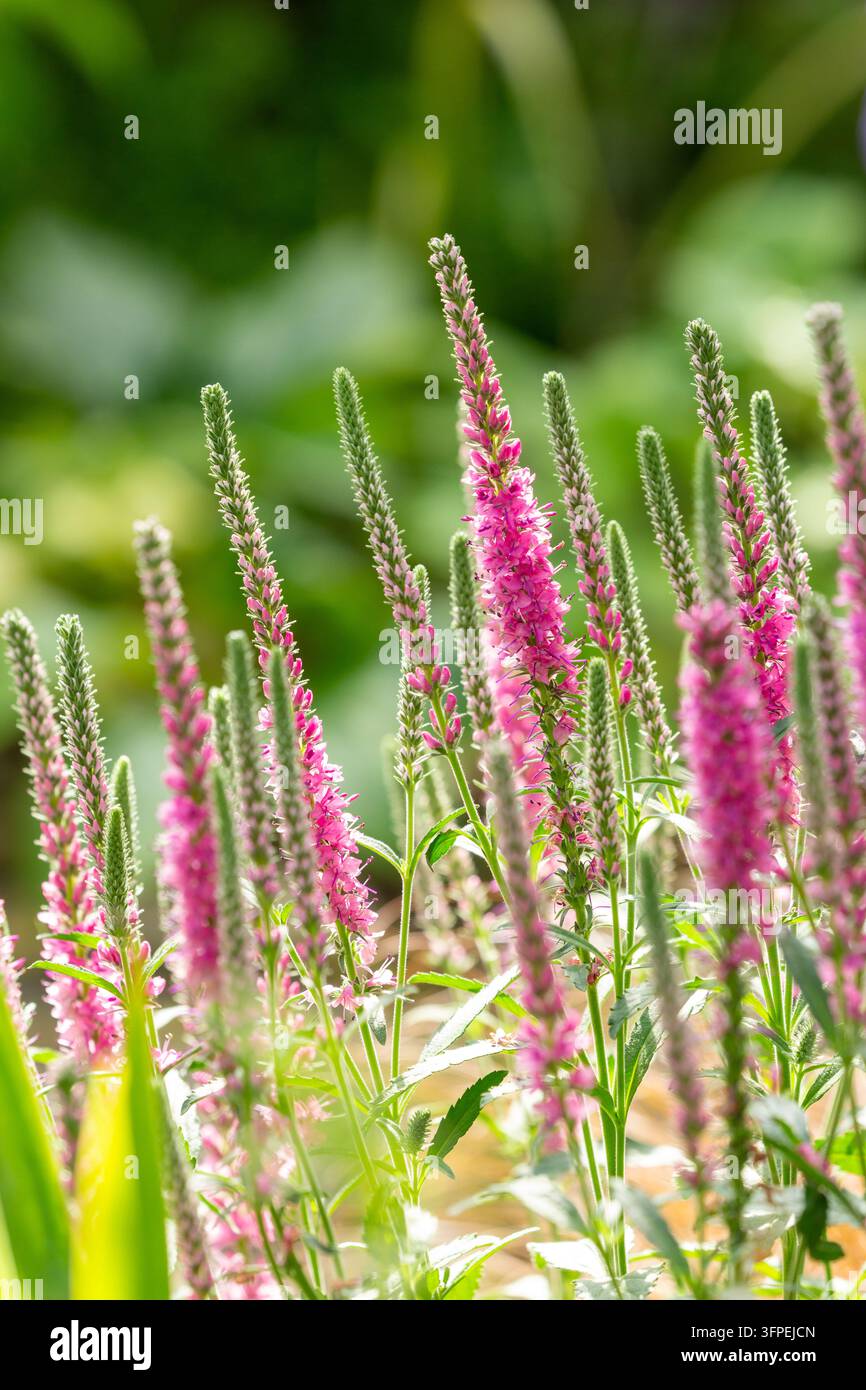 Veronica spicata (gemeinhin als Ährige Feldspergel bekannt) Stockfoto