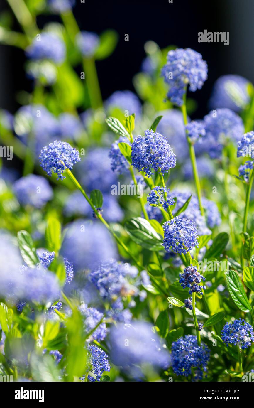 Ein blühender Ceanothus (allgemein bekannt als Kalifornischer Flieder), ein immergrüner Strauch, der für seine dichten, lebhaften blauen Blütenbüschel bekannt ist Stockfoto
