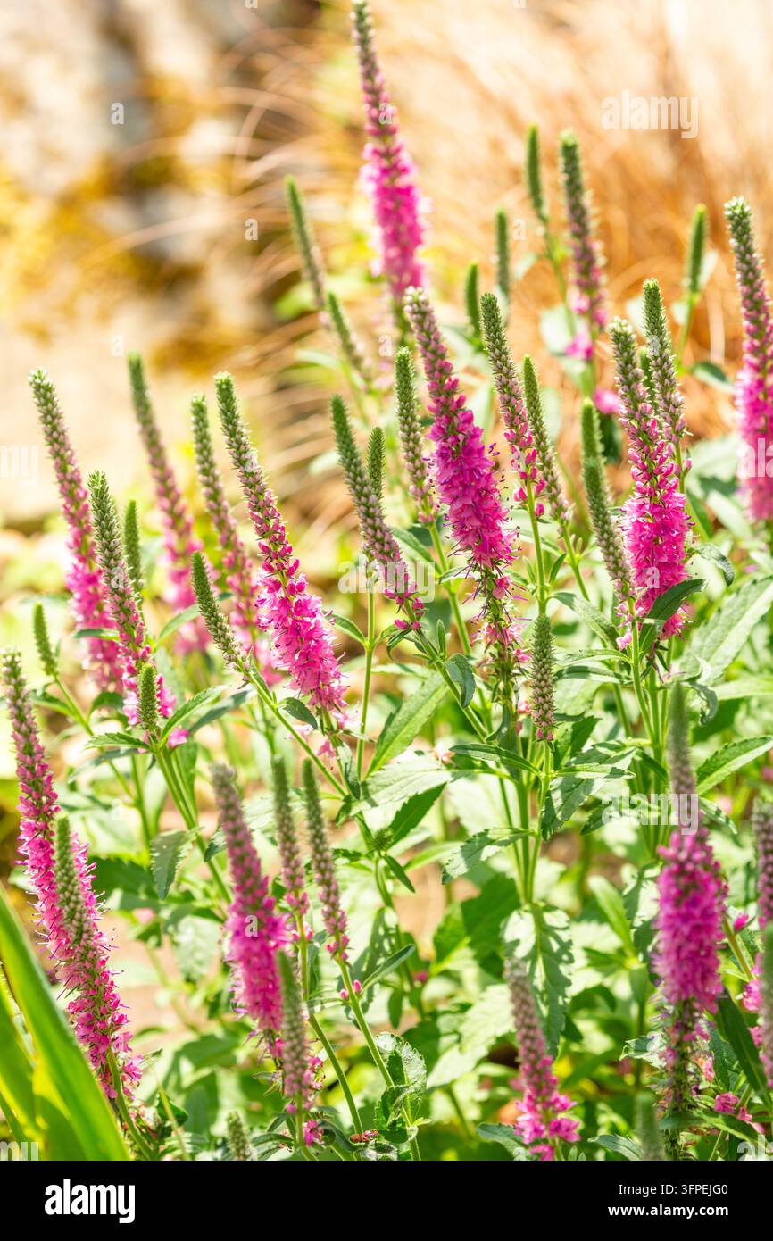 Veronica spicata (gemeinhin als Ährige Feldspergel bekannt) Stockfoto
