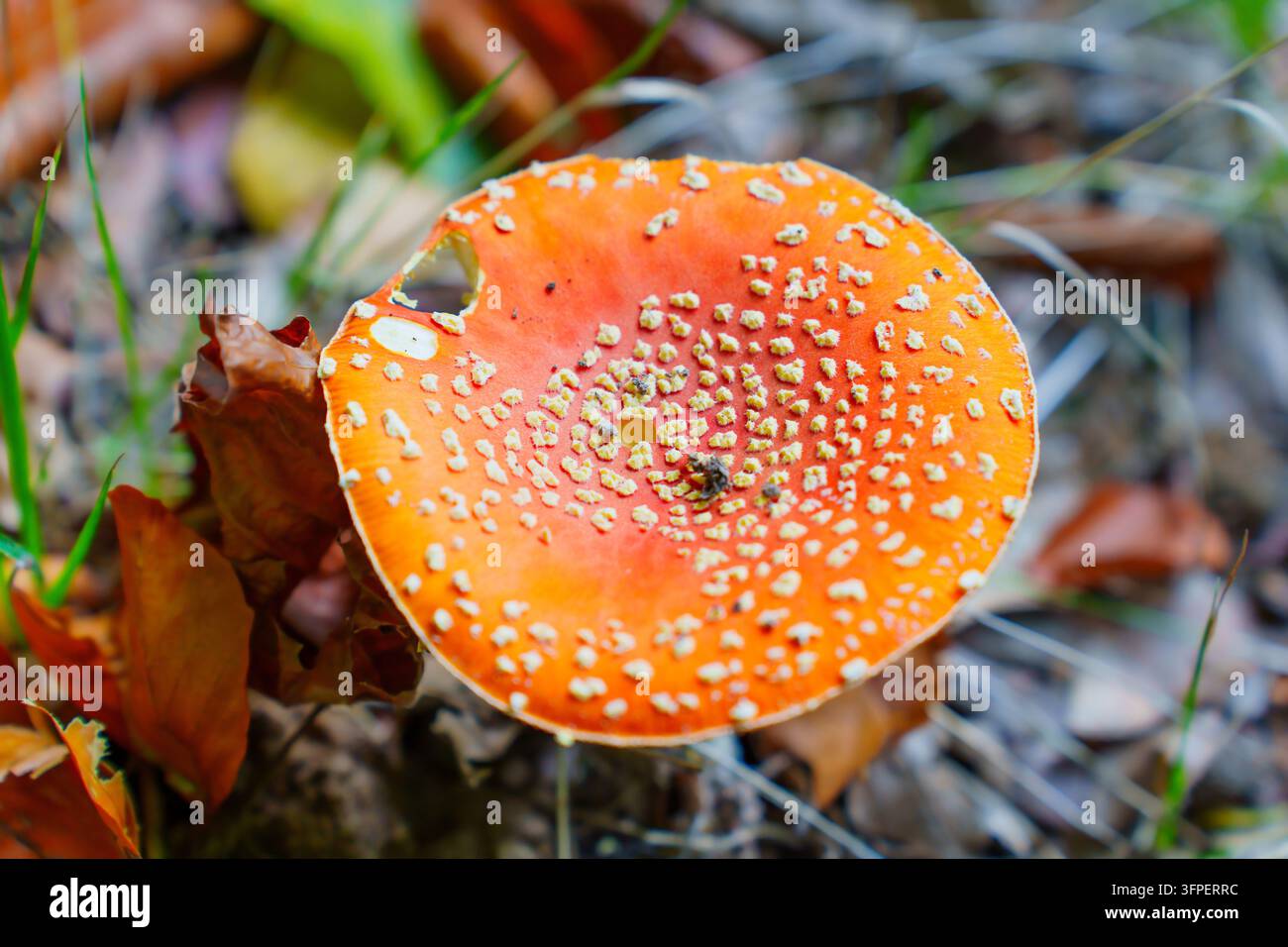 Makro-Aufsicht einer orangefarbenen Amanita muscaria-Mütze mit weißen pyramidalen Warzen und leichten Randbeschädigungen, die über einem Herbstwald ruht Stockfoto