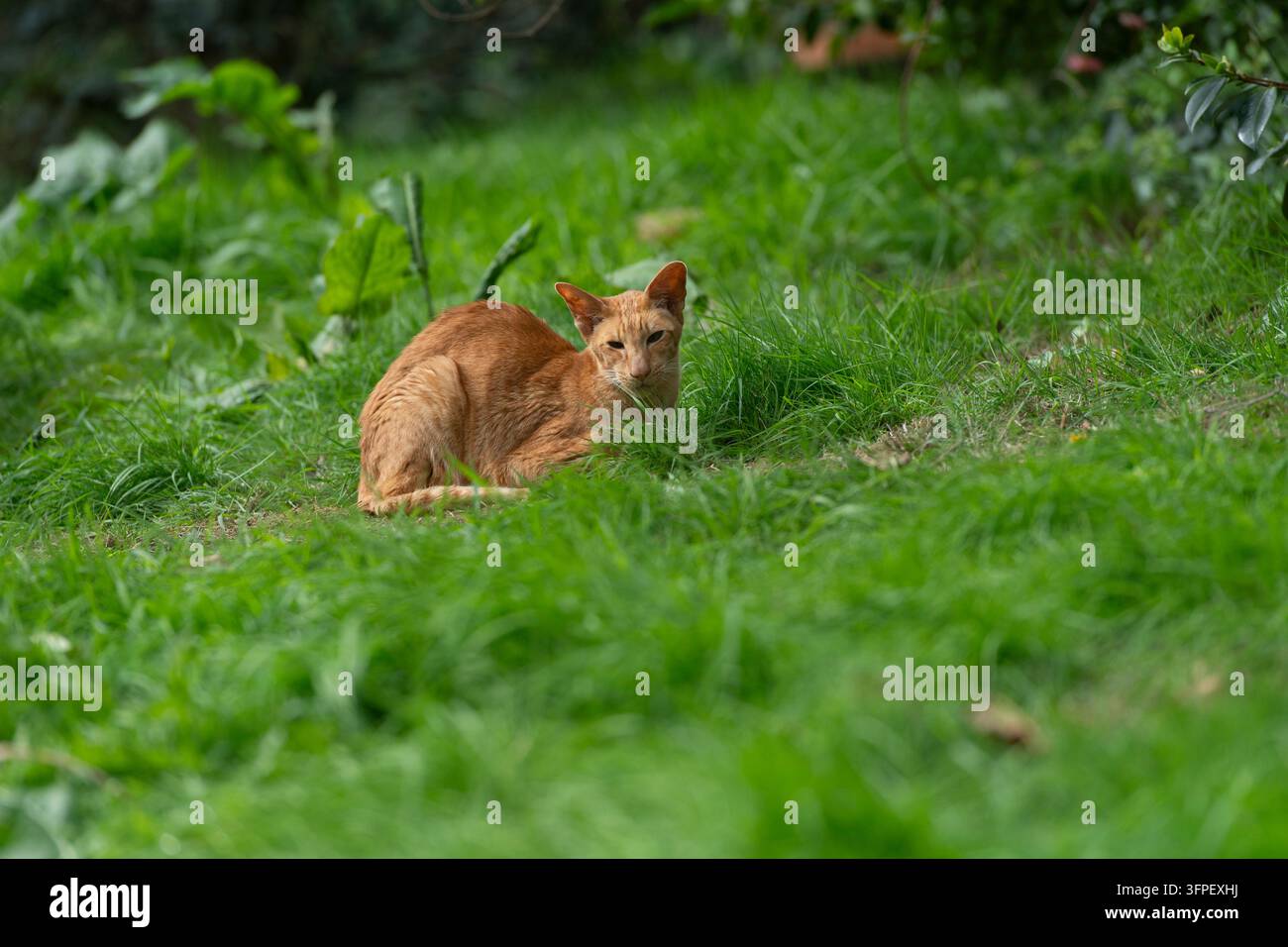 Orientalisch Kurzhaar-Katze liegt im langen üppigen Gras Stockfoto