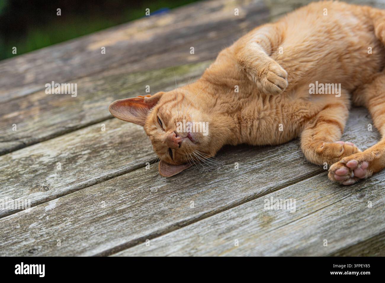 Oriental Shorthair-Katze entspannt sich im Freien Stockfoto