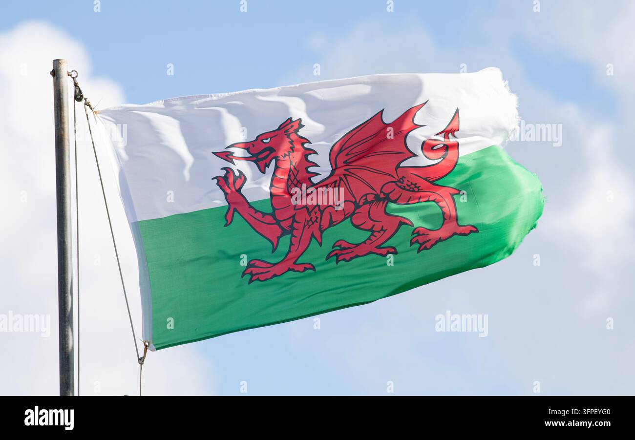 Walisische Nationalflagge mit dem roten Drachen, der vor einem blauen Himmel mit weißen Wolken in Wales, Vereinigtes Königreich, Oktober 2026 fliegt Stockfoto