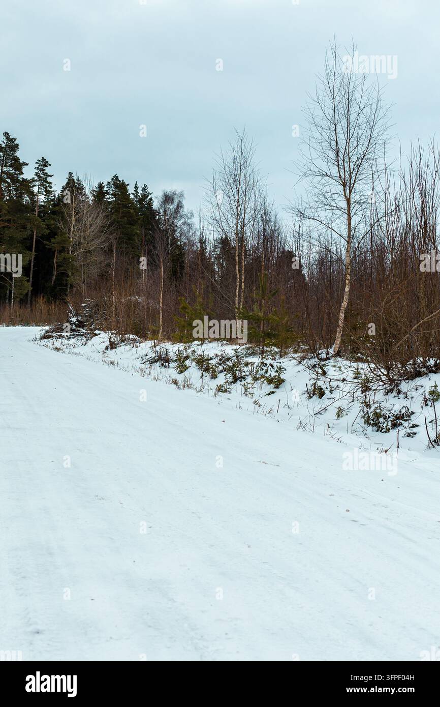 Pfad durch verschneite Kiefernwälder, der ein Winterwunderland und Reisen darstellt. Stockfoto