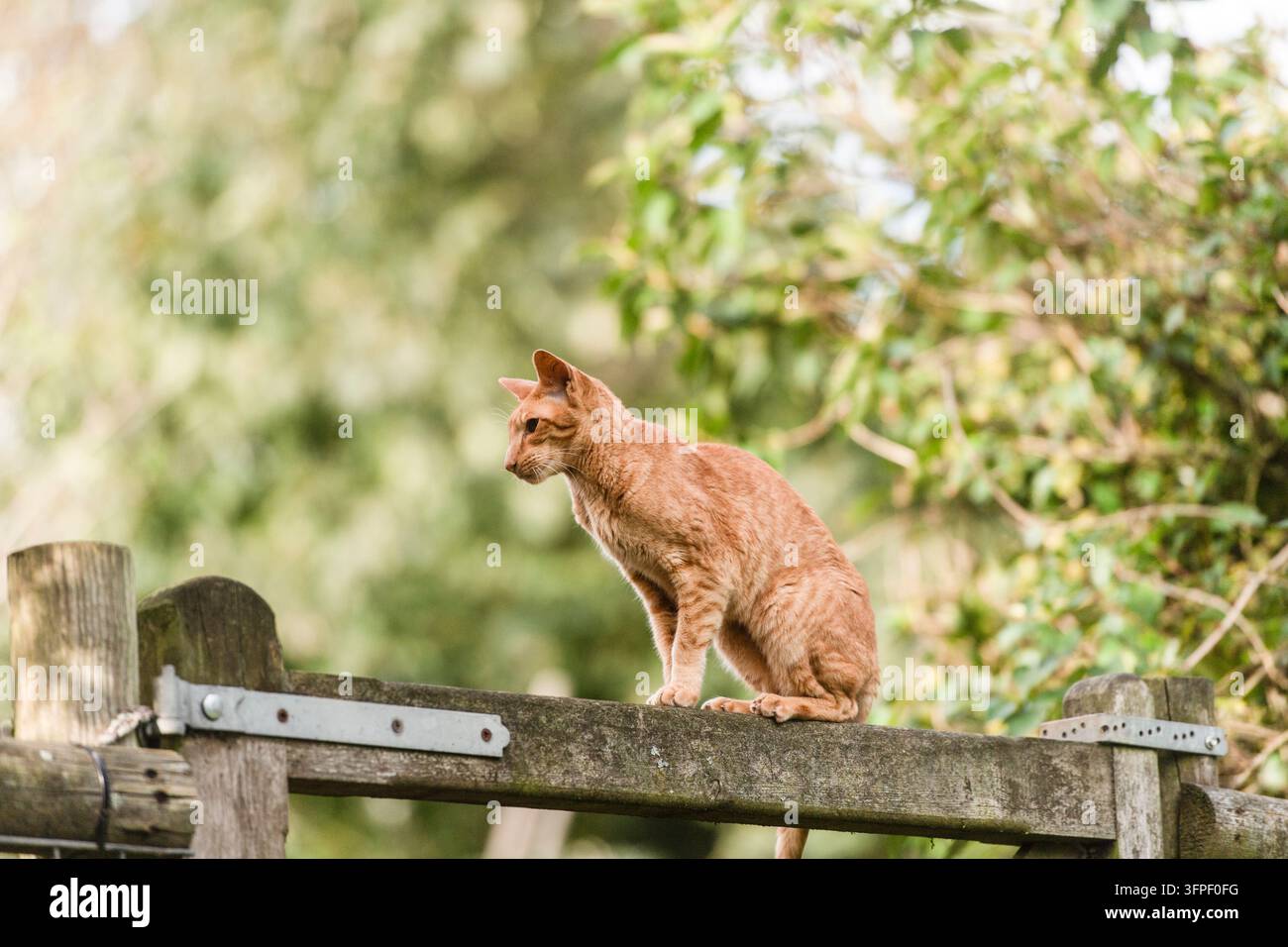 Oriental Shorthair-Katze sitzt auf einem Tor im Garten Stockfoto