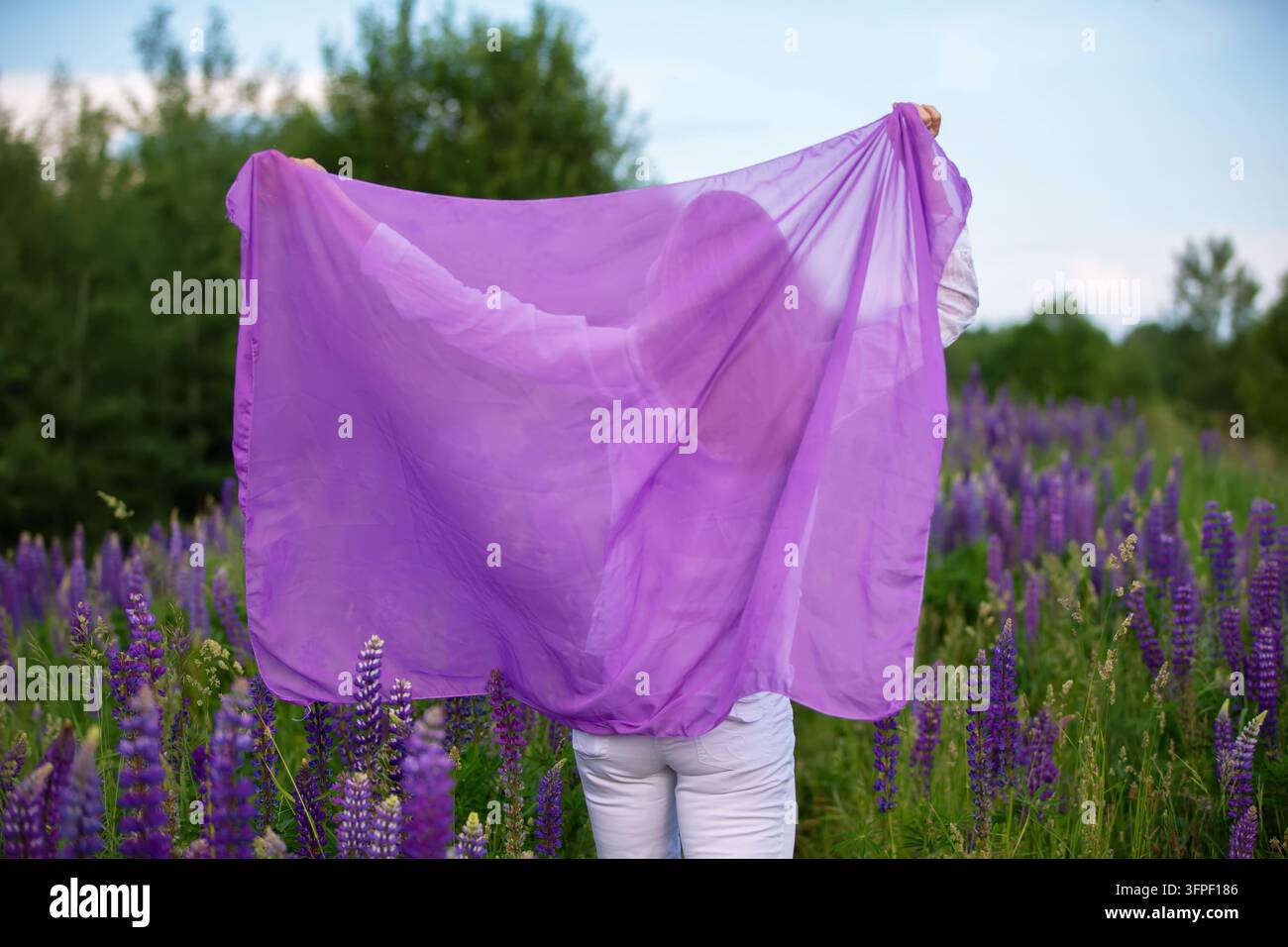 Eine Frau steht in einem blühenden Lavendelfeld und hält einen durchsichtigen violetten Stoff, der im Wind weht. Die Sonne scheint hell und erzeugt eine se Stockfoto