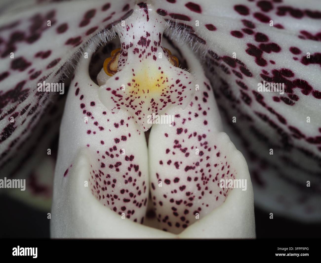 Paphiopedilum leucochilum 'Selected Parents' Pantoffelblüte Makro Stockfoto