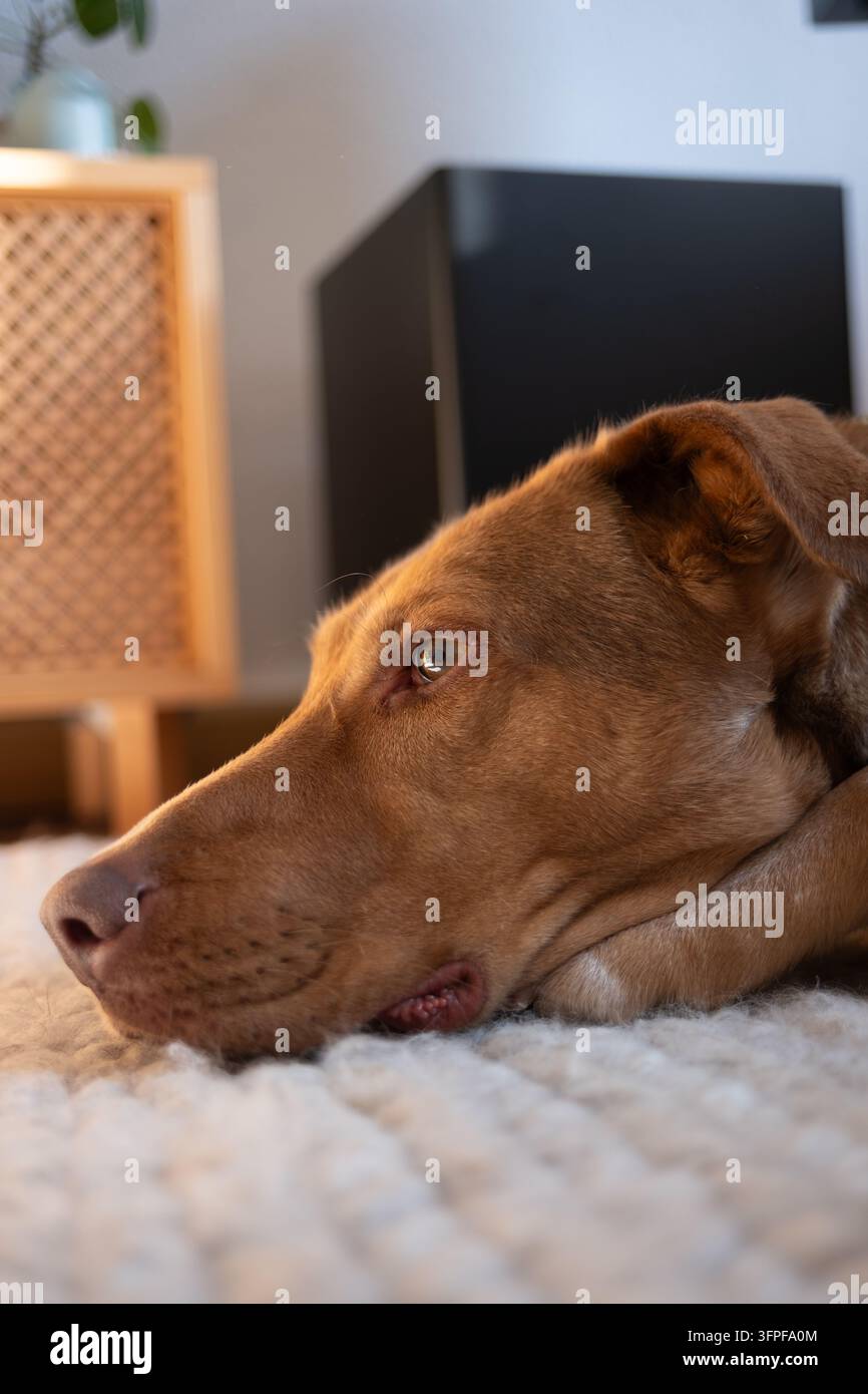 Nachdenklicher brauner Hund liegt auf weichem Teppich mit warmem Umgebungslicht, perfekt für Haustierpflege- und Lifestyle-Konzepte. Stockfoto