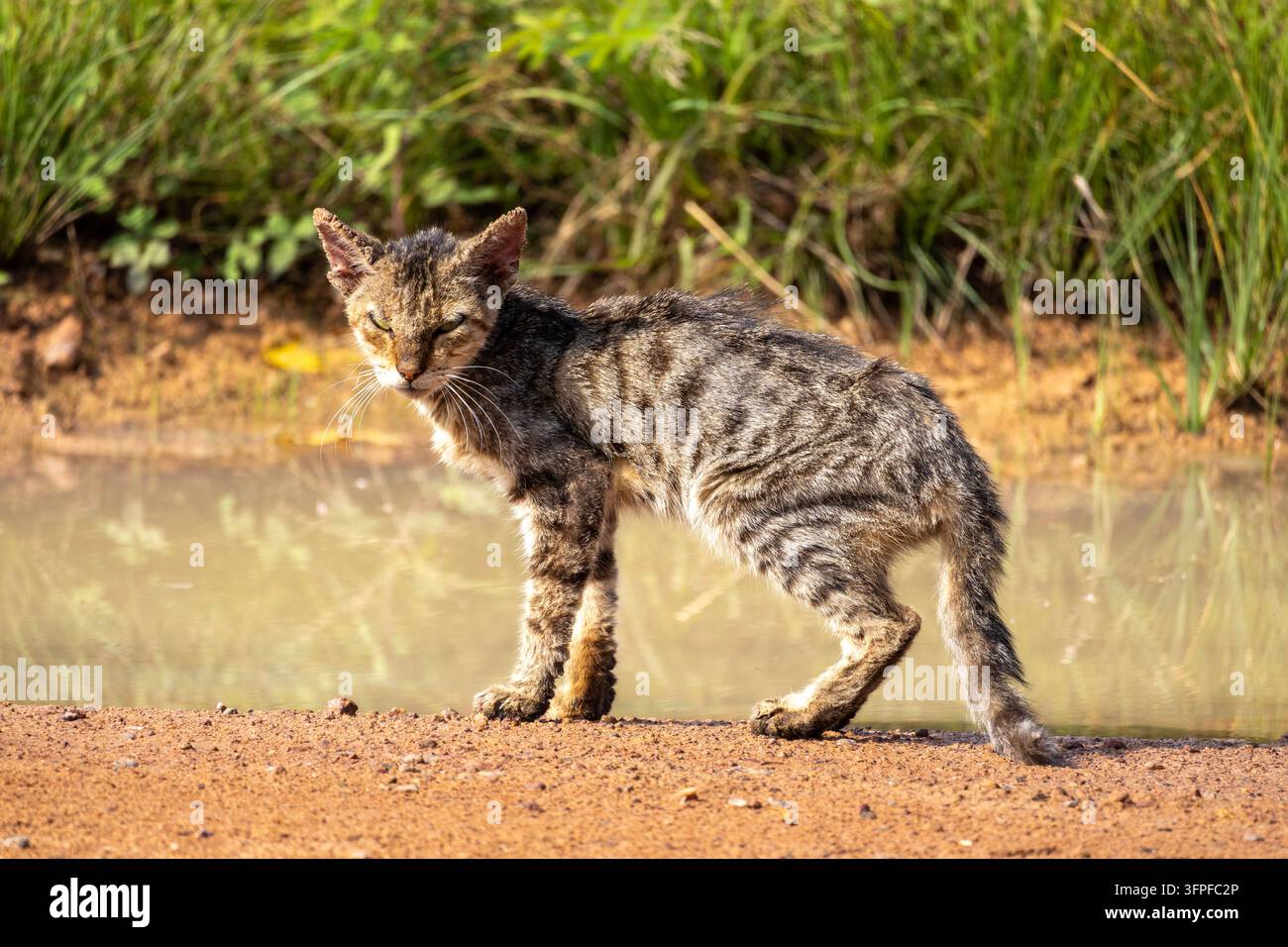 Eine arme Katze, die Anzeichen von Hungersnot zeigt, geht an einer Pfütze aus Schlamm vorbei mit einem weichen Hintergrund Stockfoto