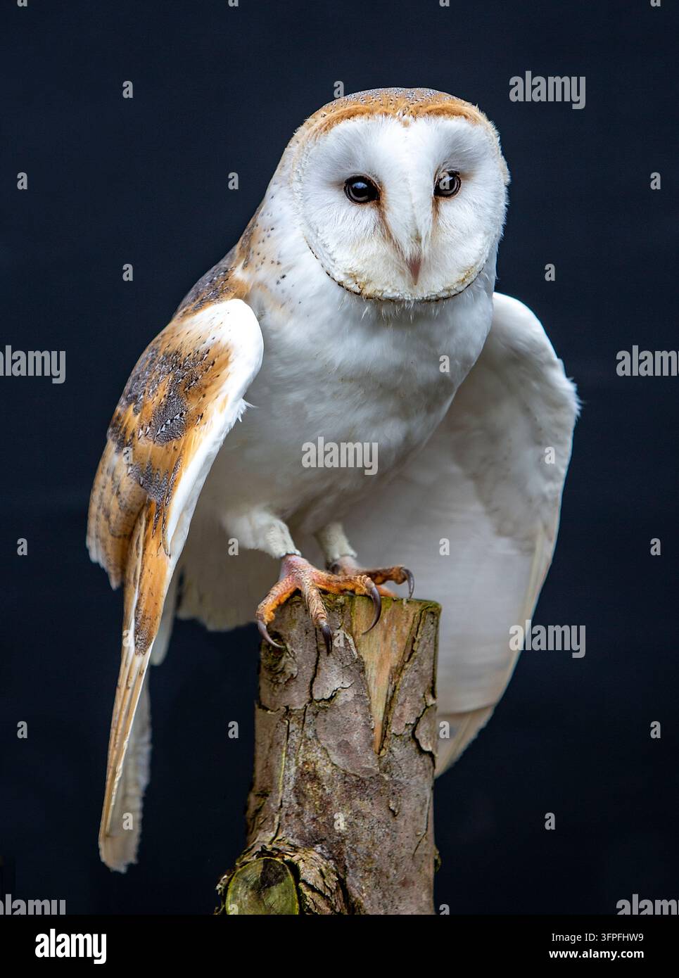 Eine Schleiereule mit weißen herzförmigen Gesichtszeichnungen und goldbraunen Flügeln, die auf einem Baumstumpf gegen einen dunklen Hintergrund sitzt Stockfoto