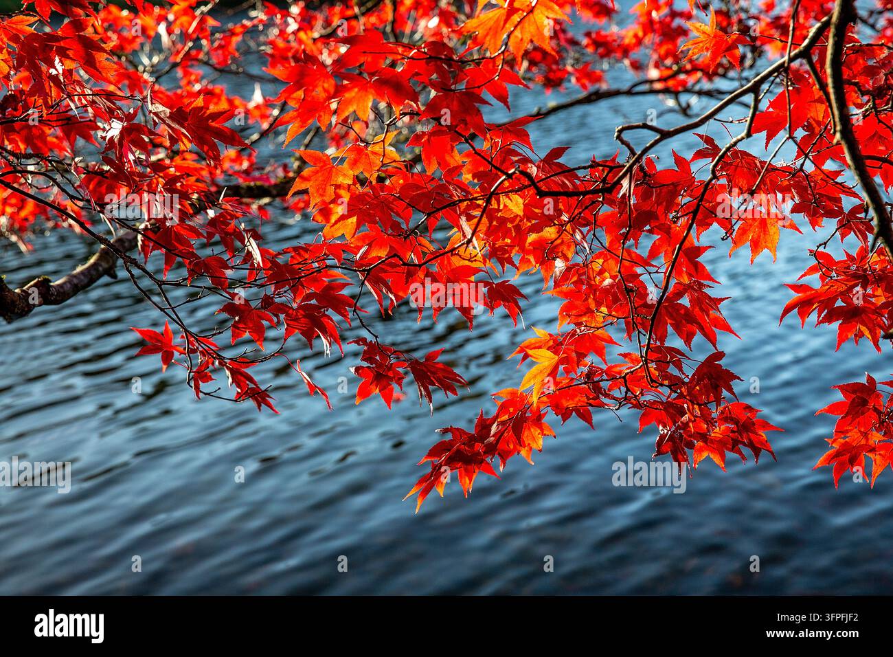 Japanische Ahornblätter leuchten in lebhaften roten und orangefarbenen Herbstfarben vor blauem Wasser, das den hellen Himmel widerspiegelt Stockfoto