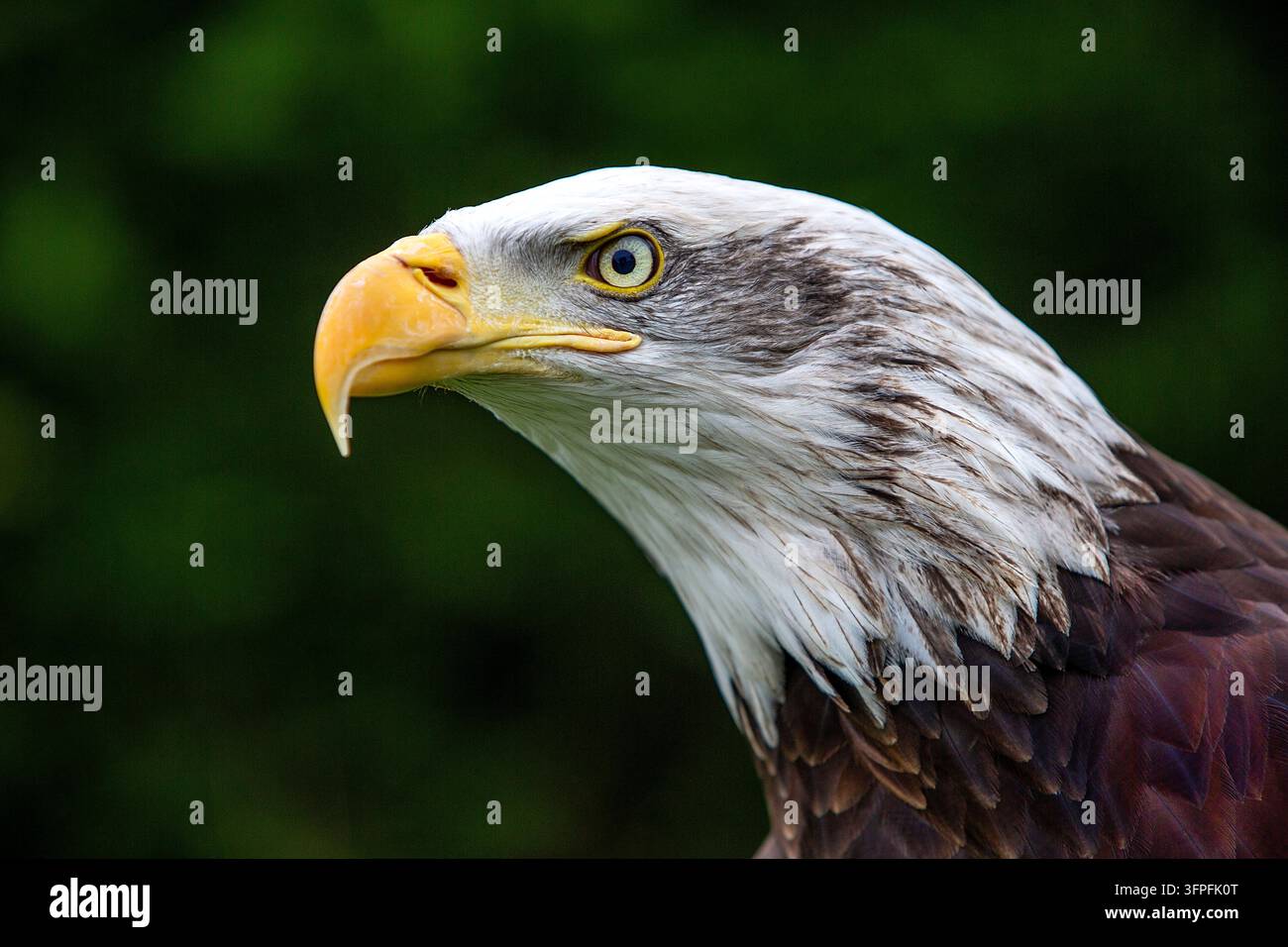 Wütend aussehender Weißkopfseeadler mit intensivem Blick vor einem verschwommenen dunklen grünen Hintergrund Stockfoto