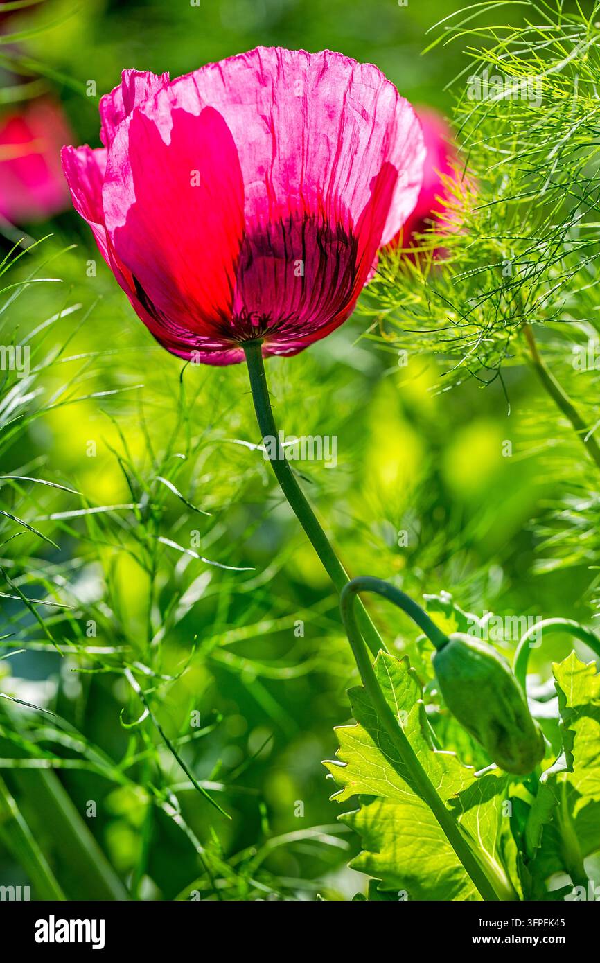 Einzige rote Mohnblume, die im Sonnenlicht leuchtet, mit von hinten beleuchteten Blütenblättern vor einem lebendigen natürlichen grünen Hintergrund Stockfoto